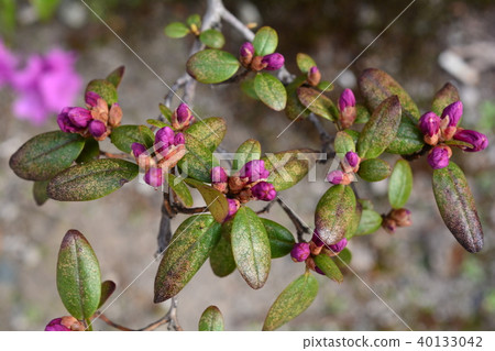 Ezomura azalea buds Ezomura azalea buds 40133042