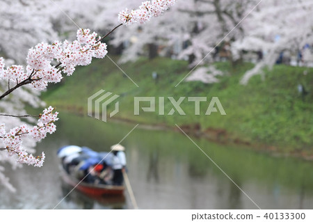 Rain Hirosaki Sakura Festival Sakura Pier from Nakajima Sightseeing Area 40133300