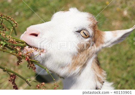 山羊1 40133901
