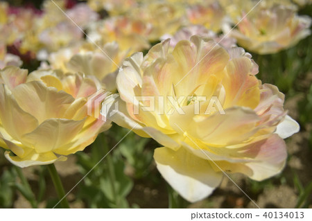 鬱金香迷人的美麗 40134013