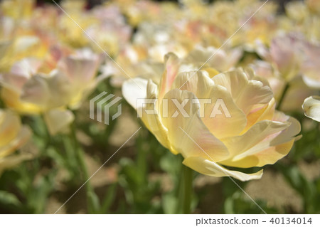 Tulip Charming Beauty 40134014