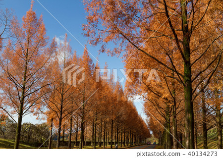 Metasequoia Tree Line 40134273