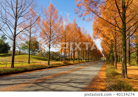 水杉行樹 40134274