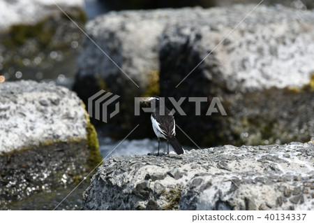 White wagtail, insect 40134337