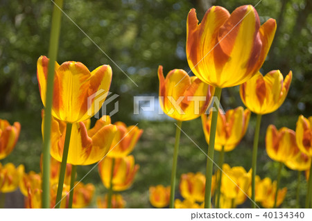 Tulip Zagregol Mizuno Tulip Zagregol Mizuno 40134340