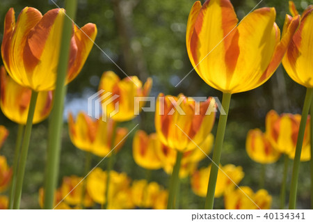 Tulip Zagregol Mizuno Tulip Zagregol Mizuno 40134341