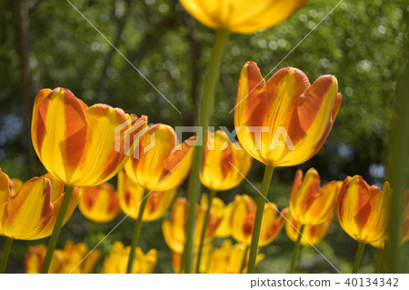 Tulip Zagregol Mizuno Tulip Zagregol Mizuno 40134342
