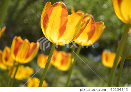Tulip Zagregol Mizuno 40134343