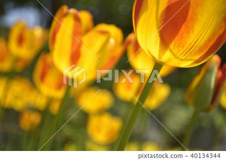 Tulip Zagregol Mizuno Tulip Zagregol Mizuno 40134344