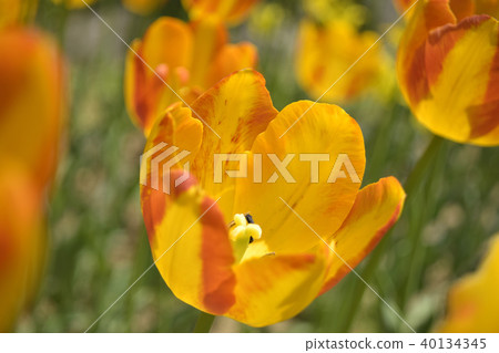 Tulip Zagregol Mizuno Tulip Zagregol Mizuno 40134345
