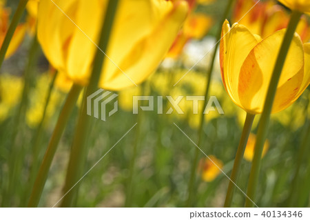 Tulip Zagregol Mizuno Tulip Zagregol Mizuno 40134346