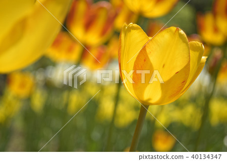Tulip Zagregol Mizuno Tulip Zagregol Mizuno 40134347