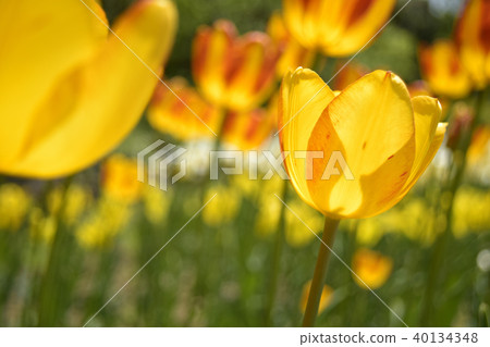 Tulip Zagregol Mizuno Tulip Zagregol Mizuno 40134348