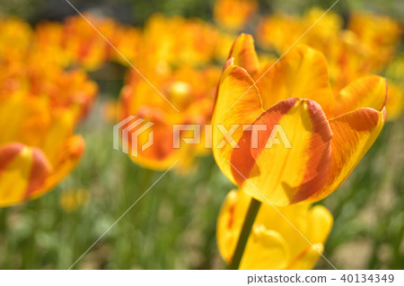 Tulip Zagregol Mizuno 40134349