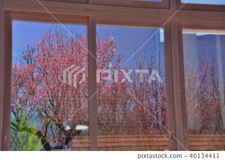 Spring scenery reflected in glass 40134411