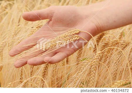 Hands holding ears of barley Hands holding ears of barley 40134872