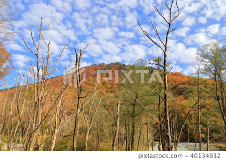 沿著秋天的Yusu河(Shindo)枯萎的樹木和Shirage門景觀 沿著秋天的Yusu河(Shindo)枯萎的樹木和Shirage門景觀 40134932