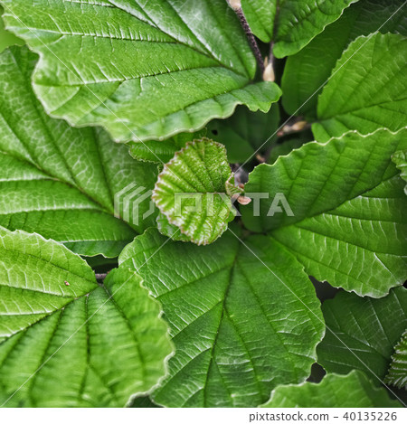 Green leaves 40135226