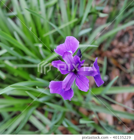 紫色鳶尾 40135229