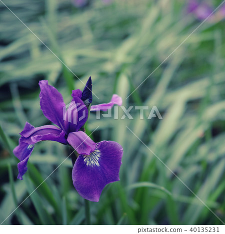 紫色鳶尾 40135231