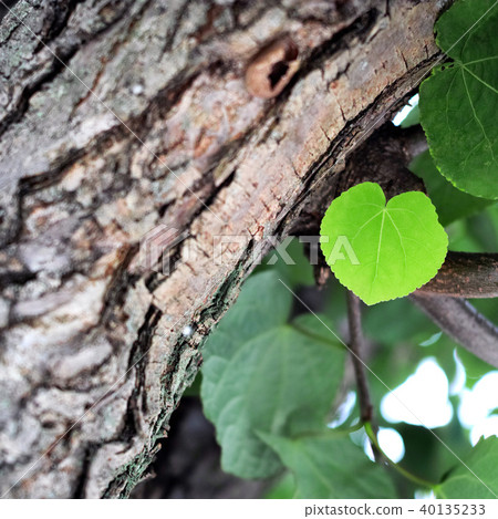 The leaves and trunk of the wig tree The leaves and trunk of the wig tree 40135233