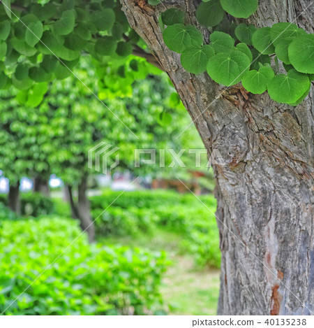 The leaves and trunk of the wig tree - Stock Photo [40135238] - PIXTA