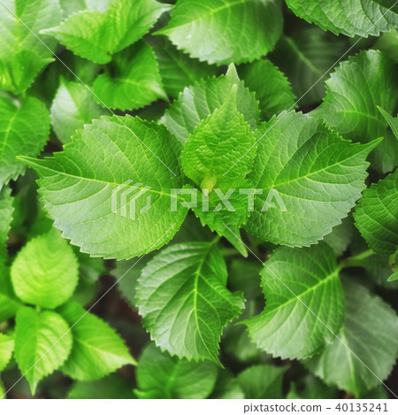 Green leaves hydrangea Green leaves hydrangea 40135241