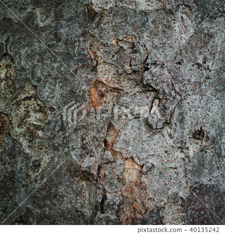 Zelkova trunk 40135242