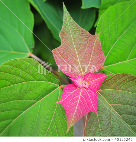 Red moss Red moss 40135245