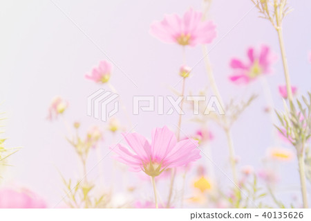 Cosmos beauty flowers 40135626