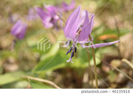 Katakuri Katakuri 40135918