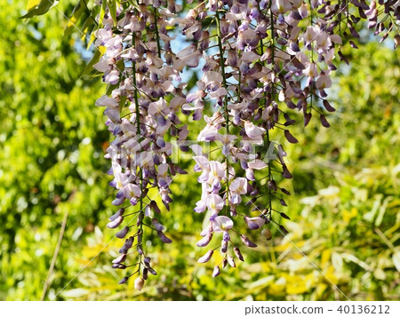 Wisteria flowers wisteria wisteria 40136212