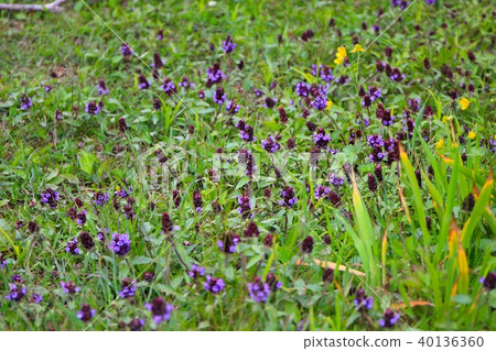 Cluster of mout 40136360