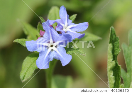 Hotaru Kazura Hotaru Kazura 40136370