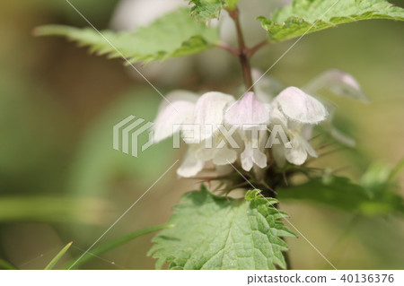 死蕁麻 死蕁麻 40136376