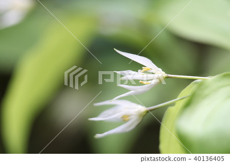 志高莉莉 志高莉莉 40136405