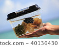 熱帶魚 40136430