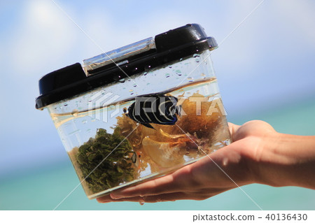 熱帶魚 熱帶魚 40136430