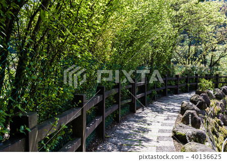 Yangming Mountain Takeko Lake Award Flower Trail Mountain Trail Yangming Mountain Takeko Lake Hanami Trail Yangming Mountain Flower Season 40136625