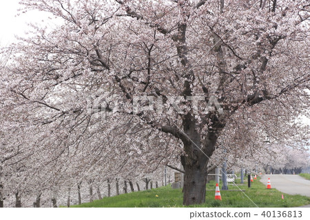 A row of cherry blossoms in Okawatsu water spring in spring 40136813