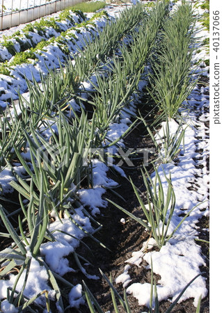 Snowfall and "Negi" 40137066