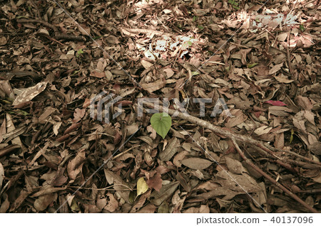 Potsuri Potsuri 40137096
