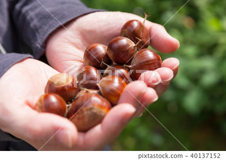 棕櫚栗子秋天 40137152