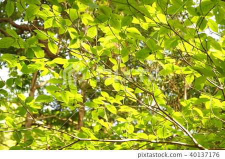 Fresh green 40137176