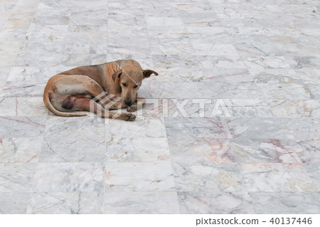 Dog pitiable sleeping on Marble floor Dog pitiable sleeping on Marble floor 40137446
