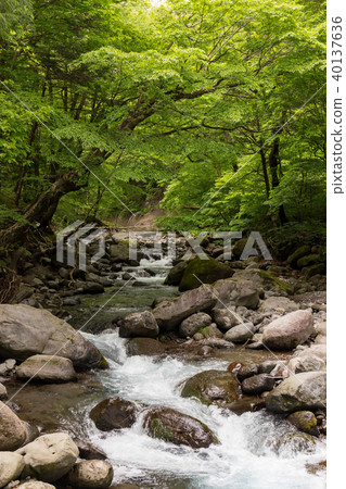 栃木縣鹽谷町Naoto Susumu Mizusawa(五月) 栃木縣鹽谷町Naoto Susumu Mizusawa(五月) 40137636