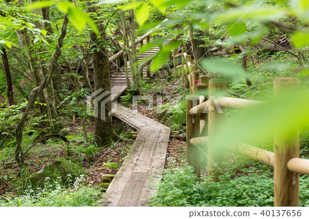 Boardwalk (May) of Shioya-cho, Tochigi Pref. 40137656