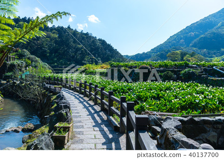 陽明山竹湖獎勵花徑山徑陽明山竹湖花蜜徑陽明山花季 40137700