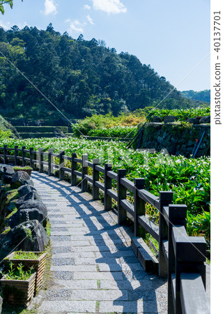 Yangming Mountain Takeko Lake Award Flower Trail Mountain Trail Yangming Mountain Takeko Lake Hanami Trail Yangming Mountain Flower Season 40137701