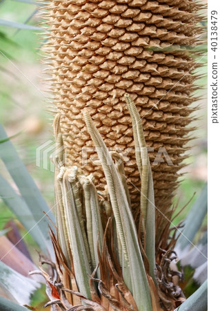 Flower cycad large pollen above a cyad sago palm 40138479